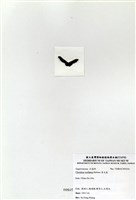 藏品(角叉菜)的圖片